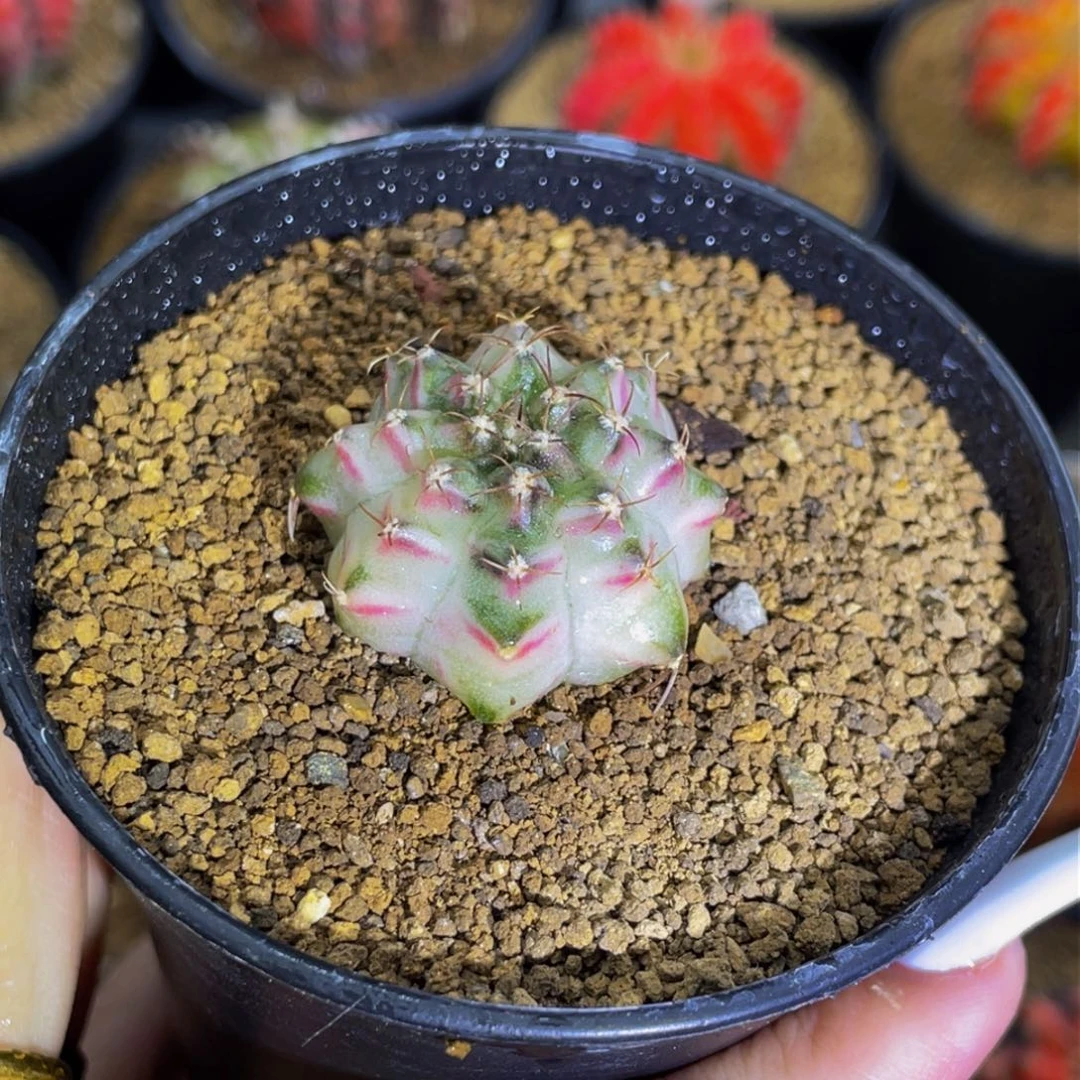 铛**铛米哈星球000000000488