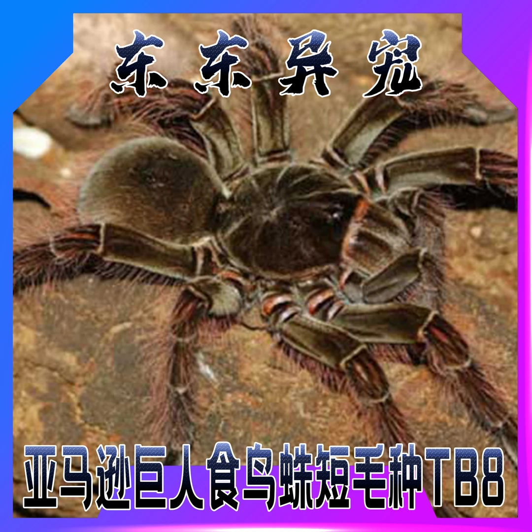 【东东】亚马逊巨人TB长毛种世界上最大宠物蜘蛛之一