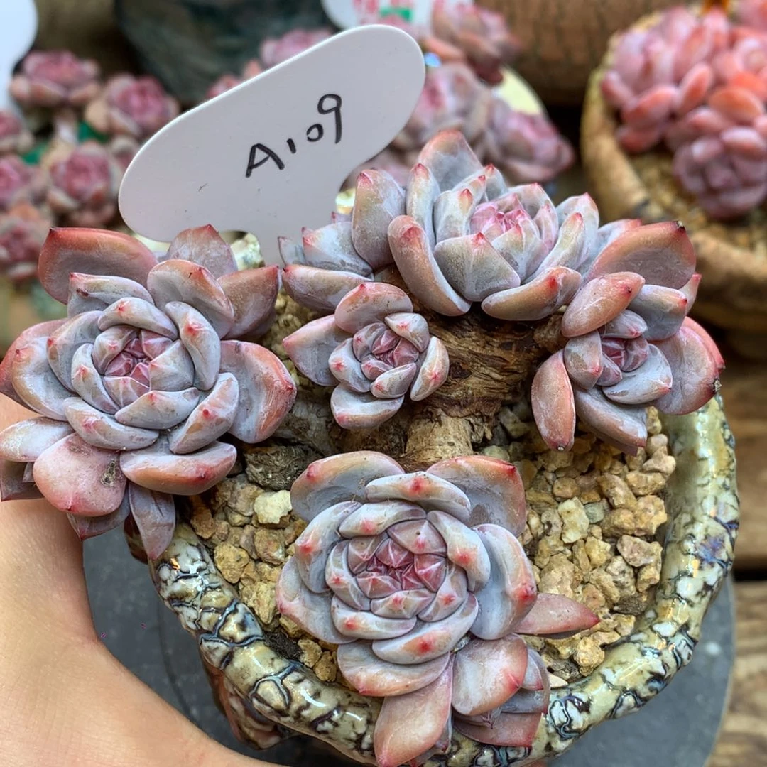 A109 星影无砍 10cm 10头