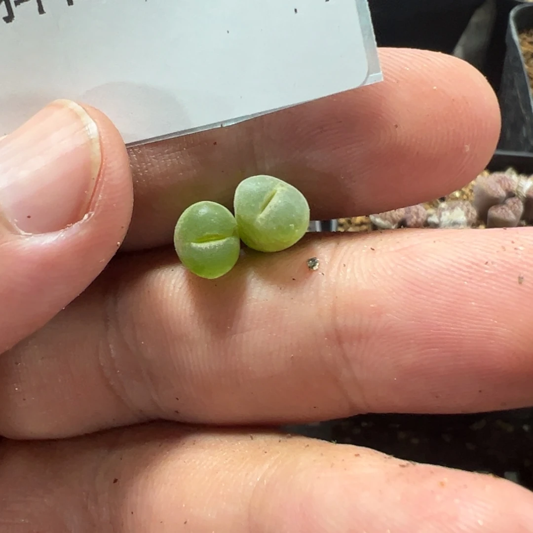 18-165粉红女郎风铃多肉