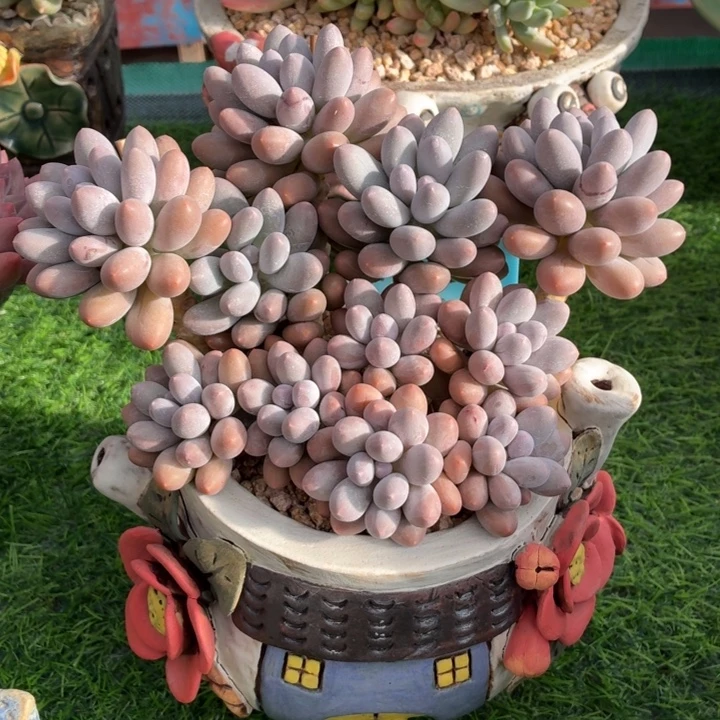 多肉汤圆一物一拍-4