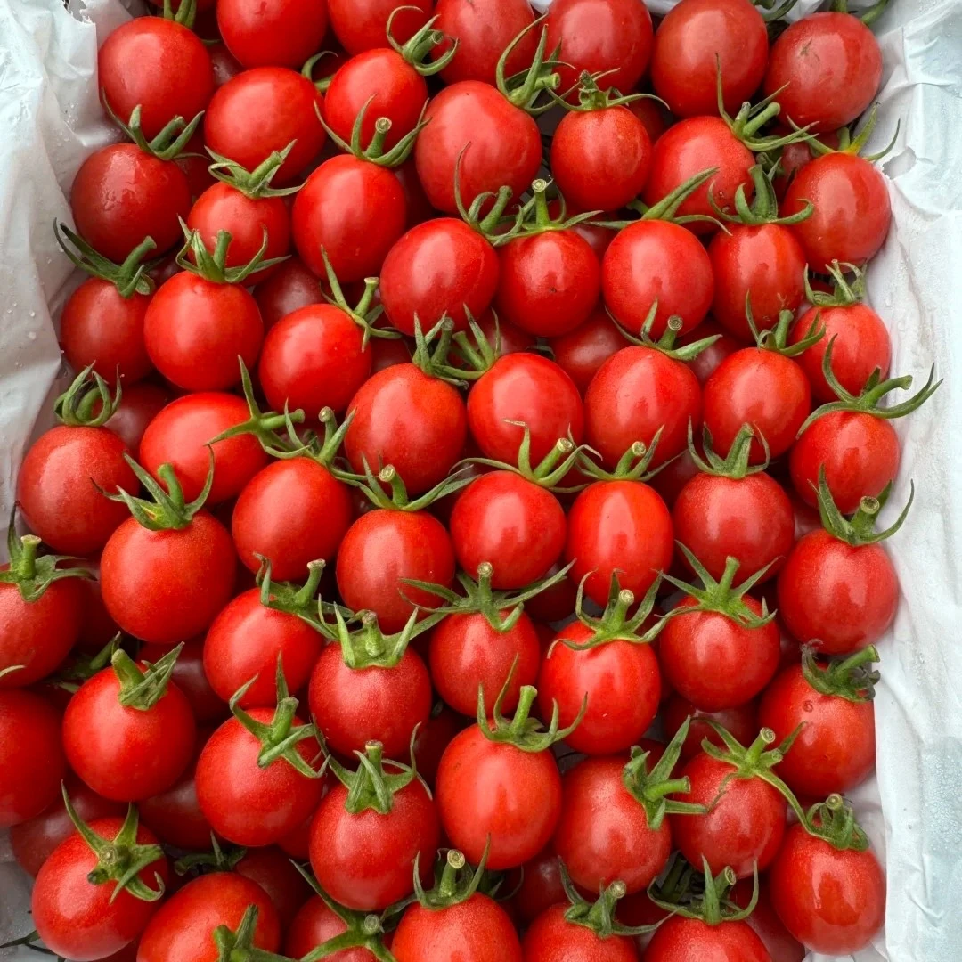 电白千禧，脆，爆汁，1000g，小番茄电白千禧广东省