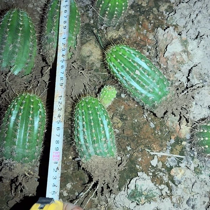 茉莉根高10公分毛花柱