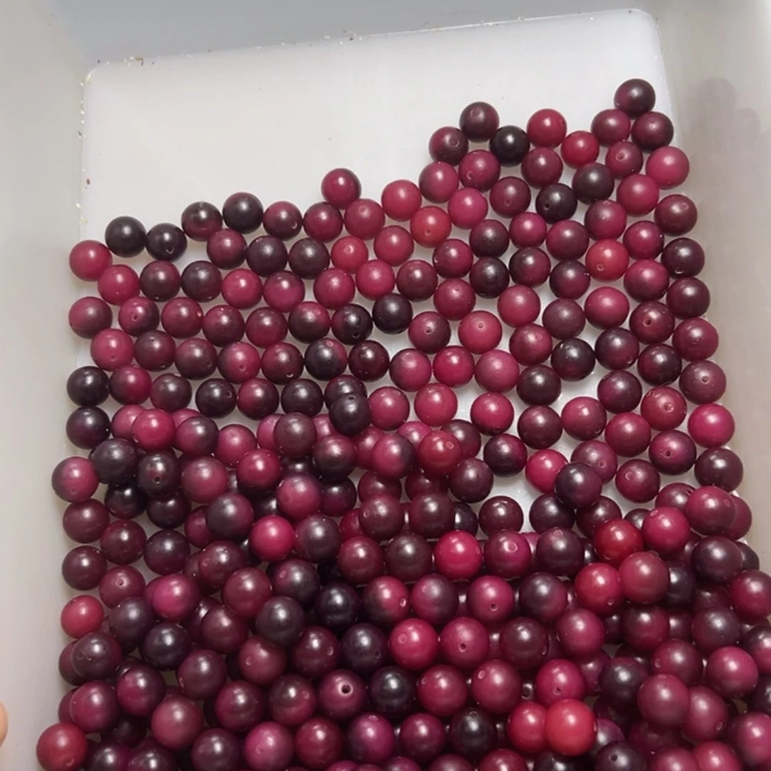 菩提根/象牙果吊坠盛*65