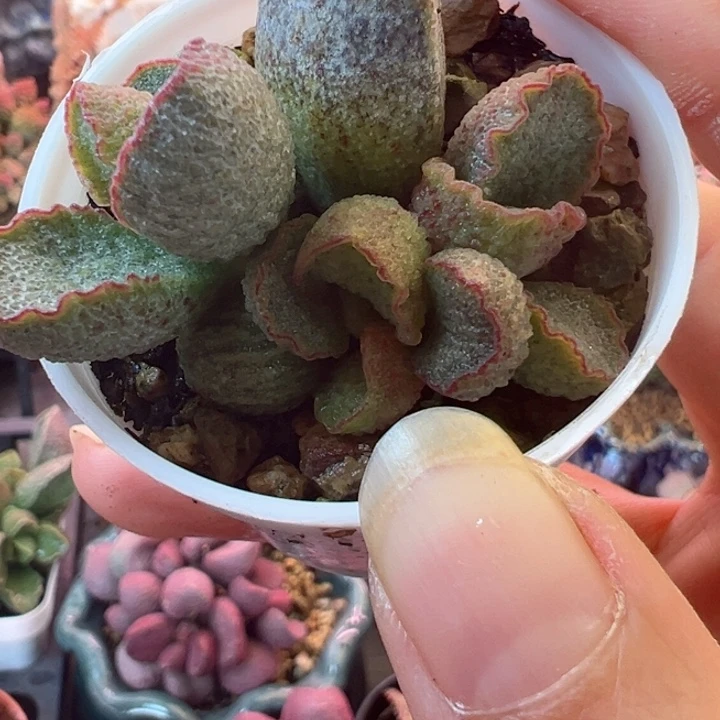 可以说是我不知道怎么说