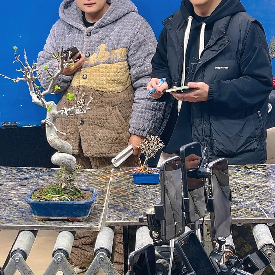 杂木盆景渝举一物一拍