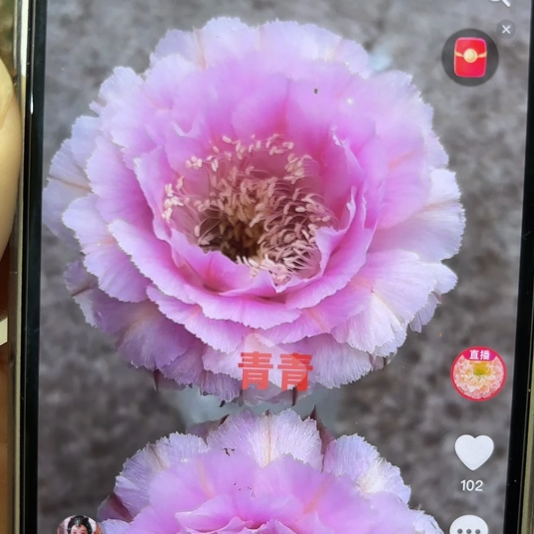 彩草桃花落侧牙4公分左右