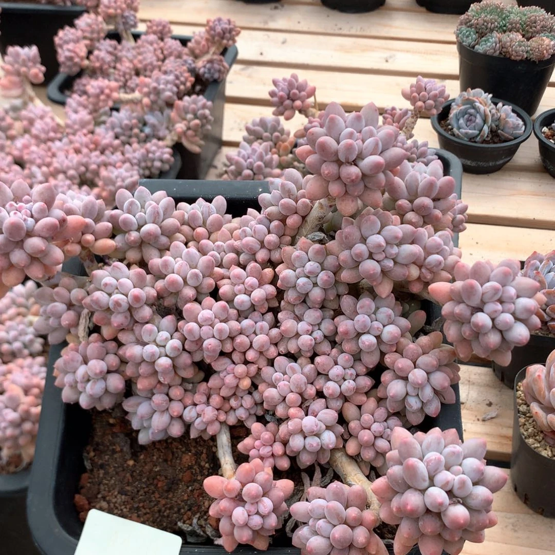 50厘米婴儿手指 特价 4420