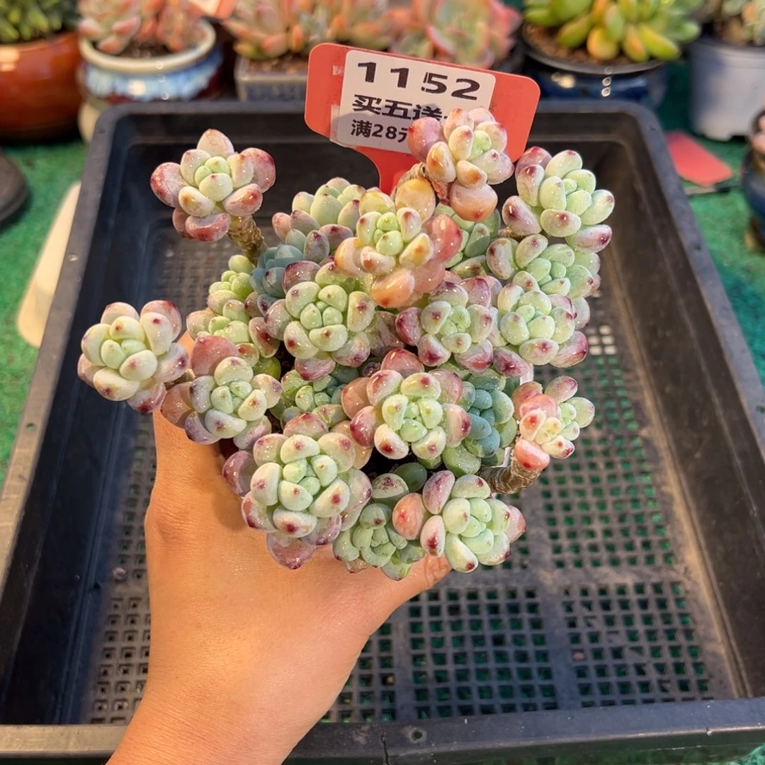 表妹精品多肉植物1152.