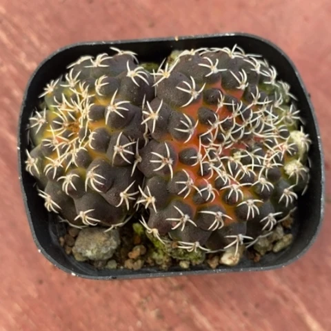 白刺瑞昌玉5仙人球