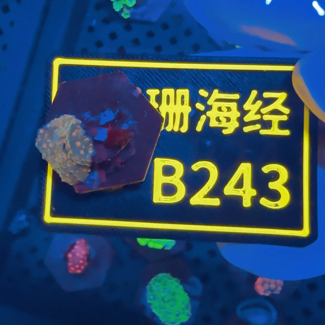 小***松纽扣珊瑚晓晓不包邮菇B243