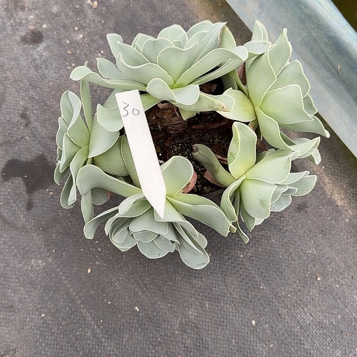 山地玫瑰一物一拍脱土发，30号，不包断侧芽