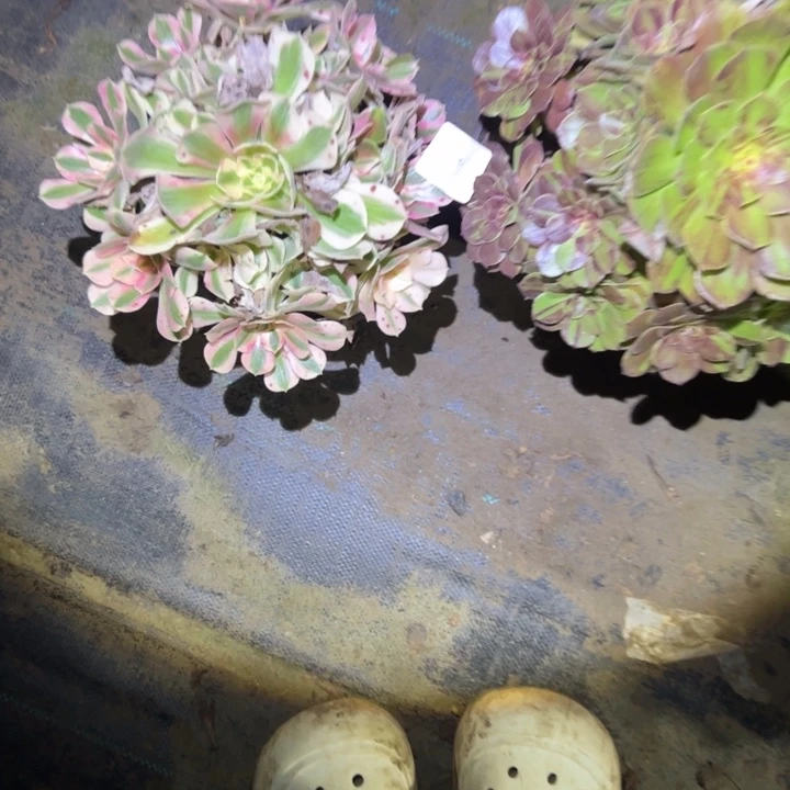 梦***西不包断枝一物一拍10