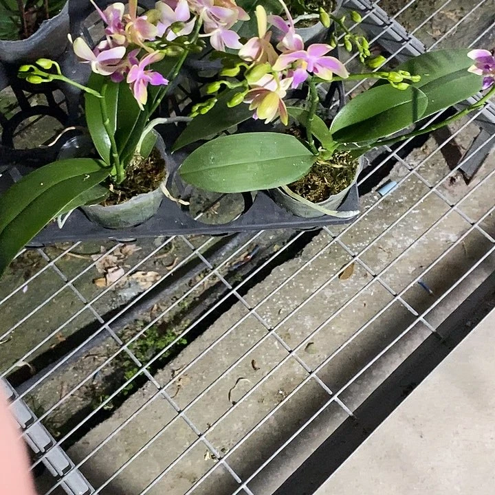 当前无花栽培后可以开花叶损金树