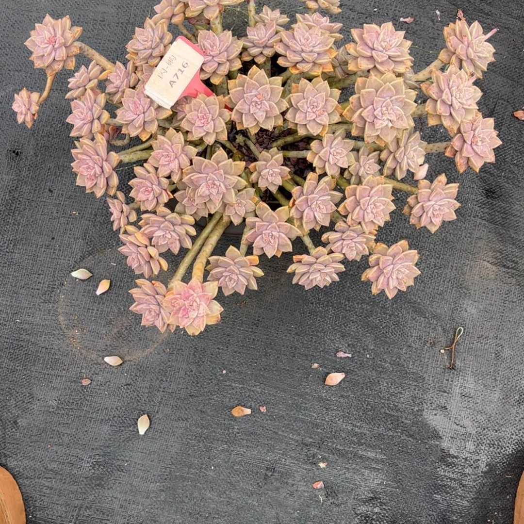 静****阿伦陪716号1颗一物一拍