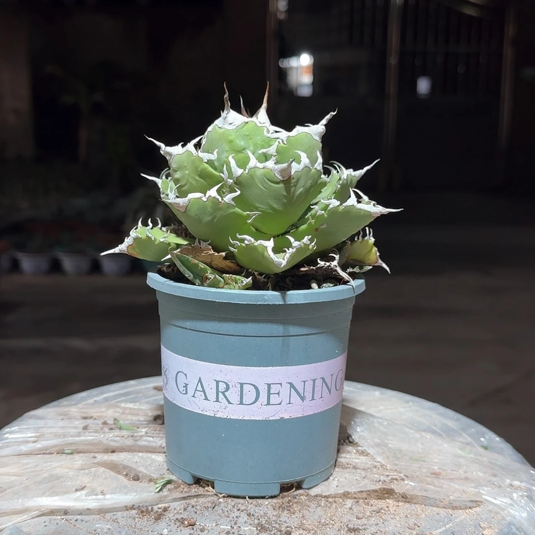 夕映龙舌兰仁王冠一一