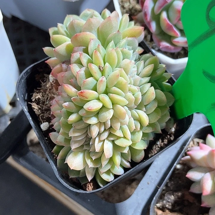 果**了多肉植物缀化931