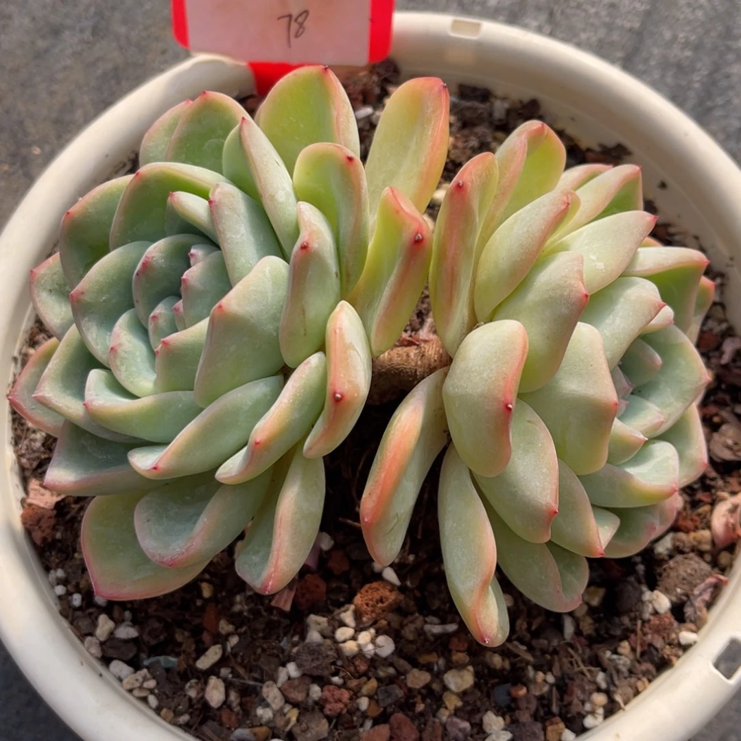 X*7373373738383838388383833