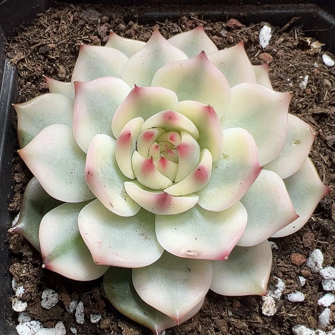 吉娃娃宽锦多肉植物