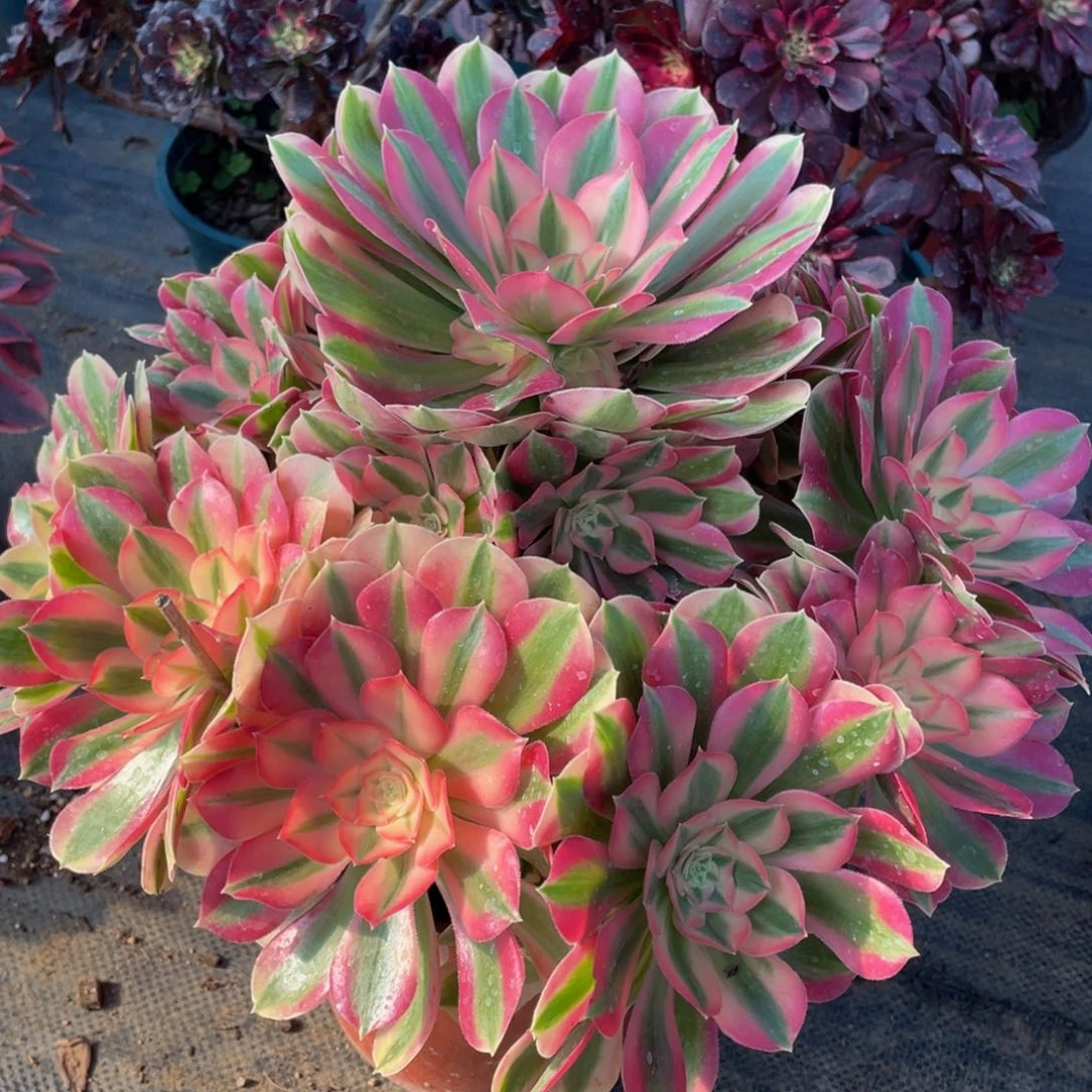 用****0791大粉女巫精品法师老桩