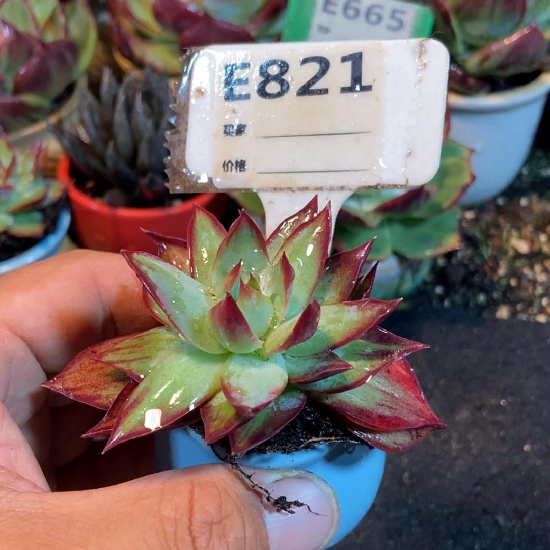 惊鸿一瞥多肉植物821