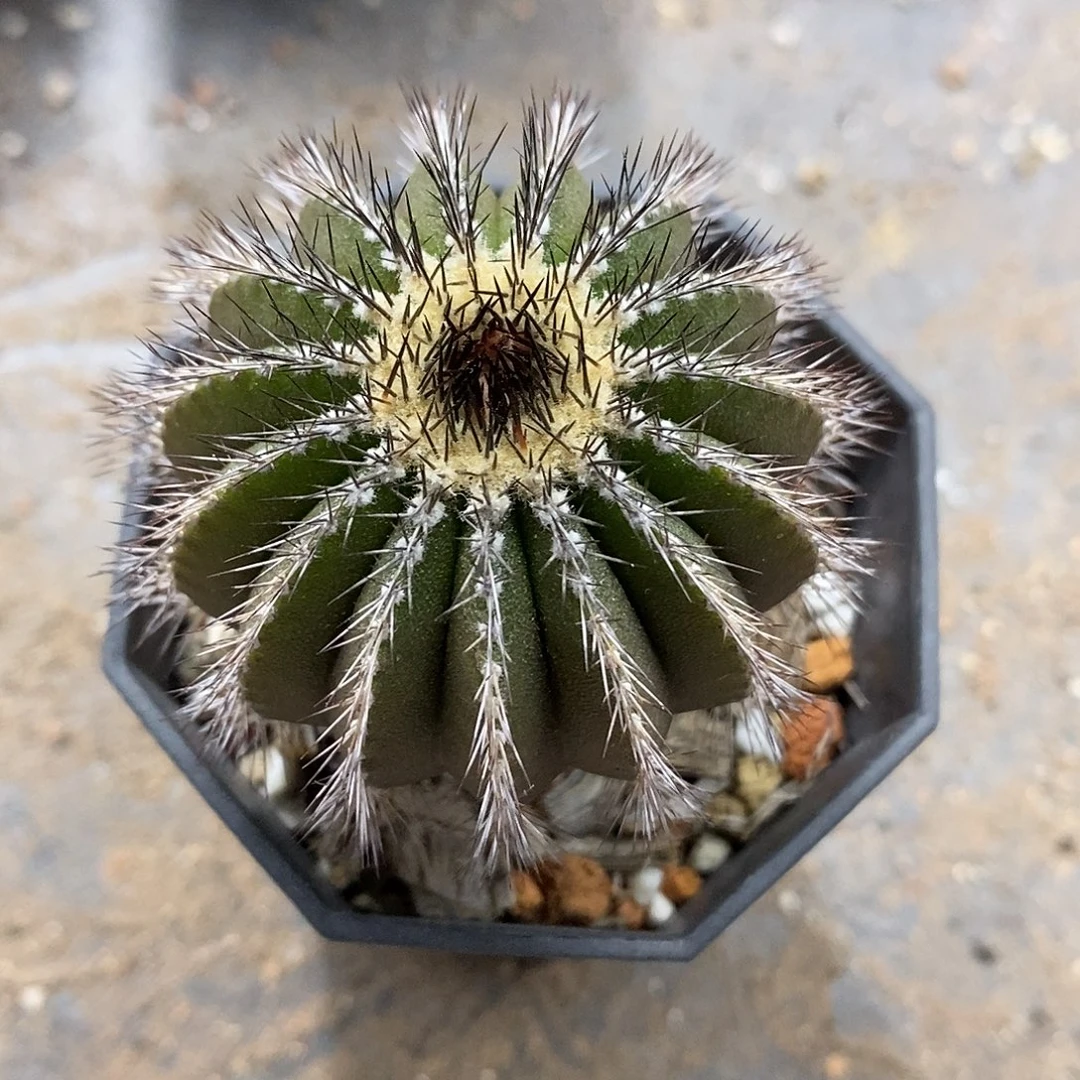 实生  尤伯球5.5公分左右一物一拍