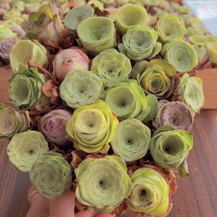 保底25颗以上带蓝子888880