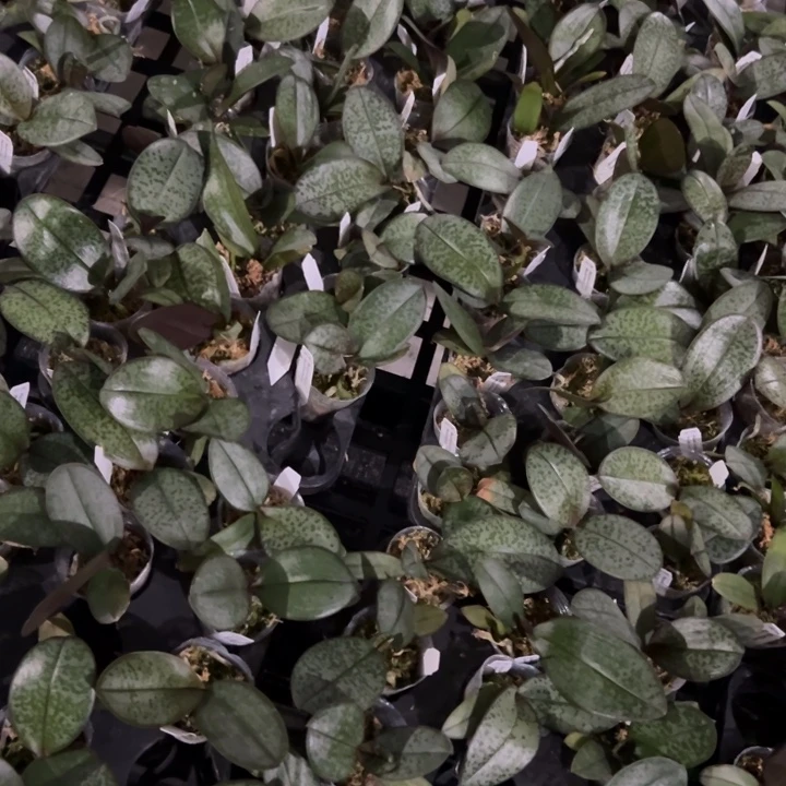 不开花植物西x菲1.7