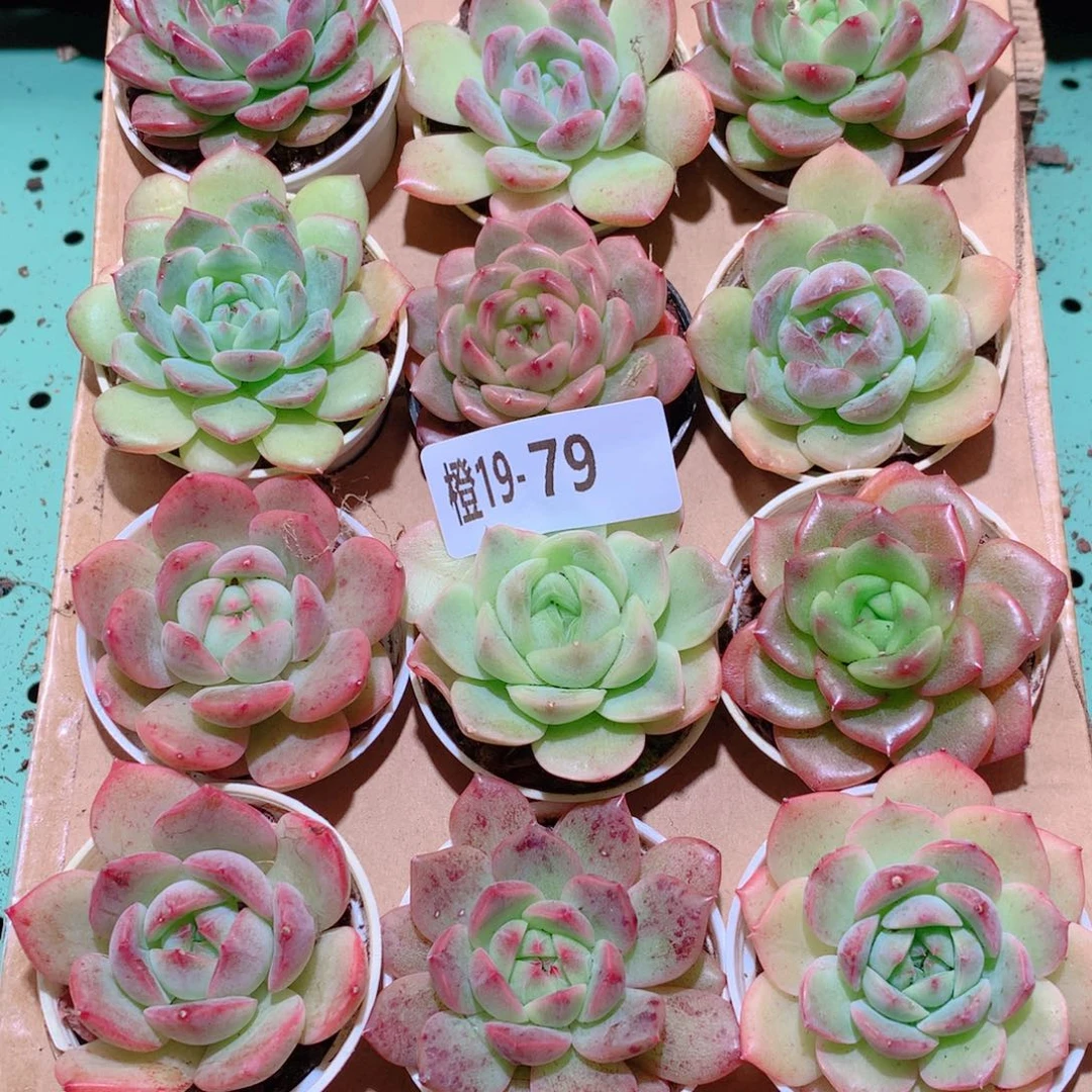 19-79一物一拍多肉带盆18颗