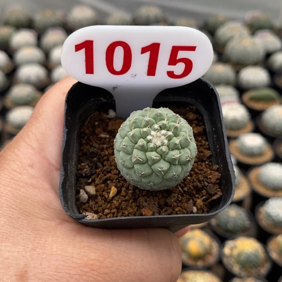 1015特价特价来了哦亲
