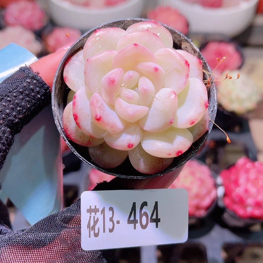 花利美13-464新品