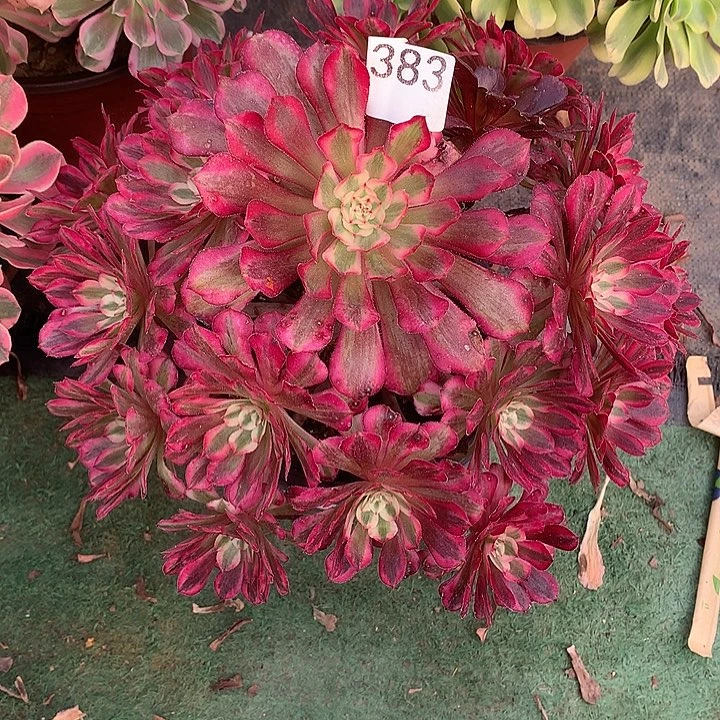383.红铜白多肉植物