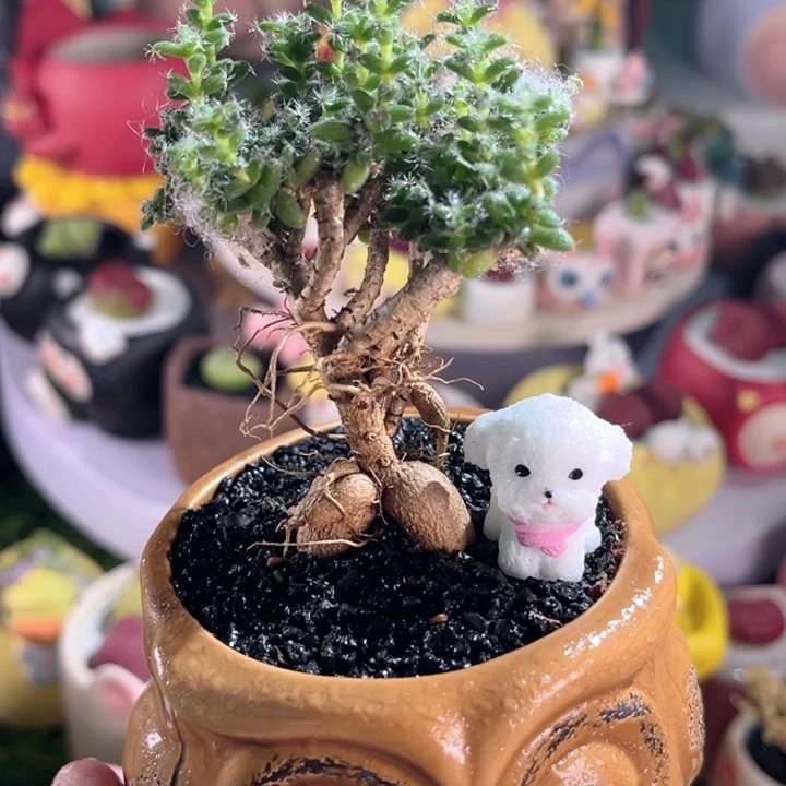 07手工盆姬红小松连盆带土包邮