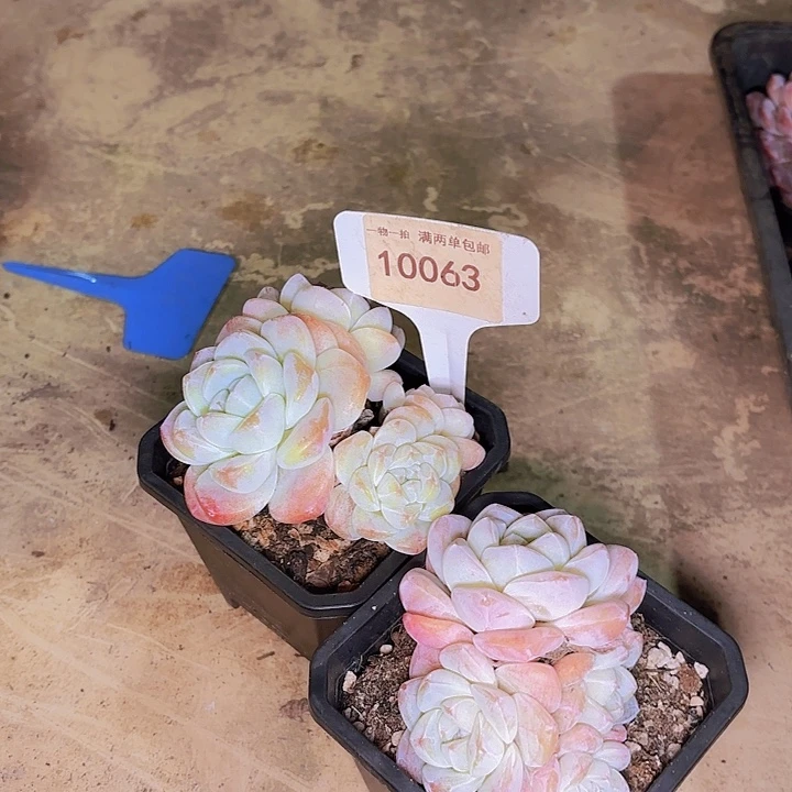 幽**天冰玉一物一拍两颗10063