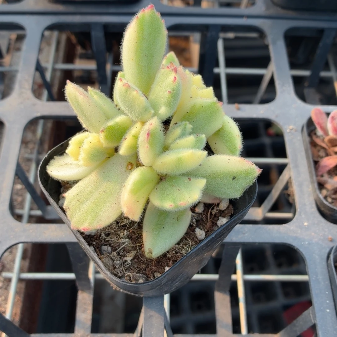 白熊多肉9.9包邮发货