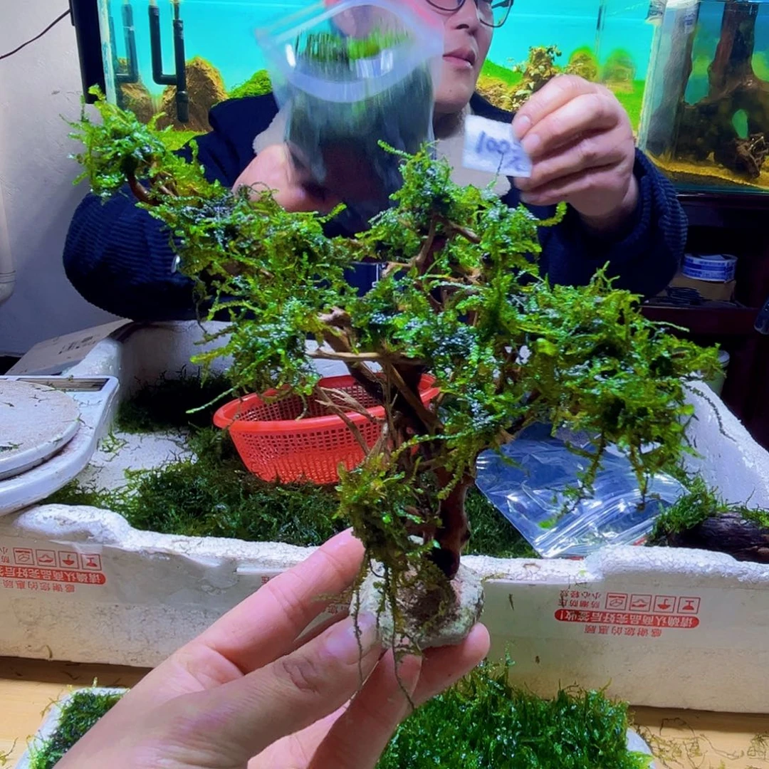 成品莫斯树带水草
