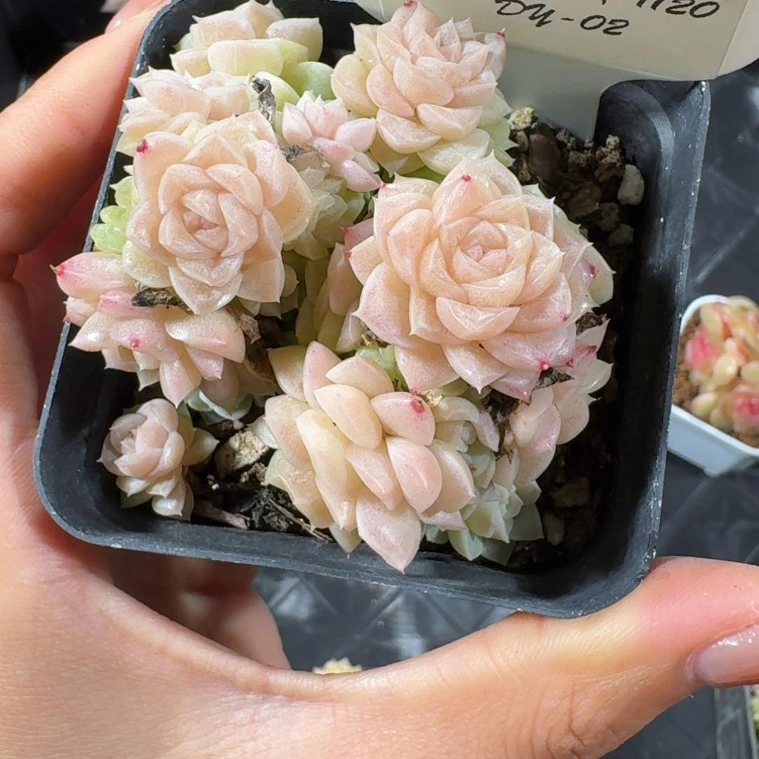 1120-2/麦秆不包整