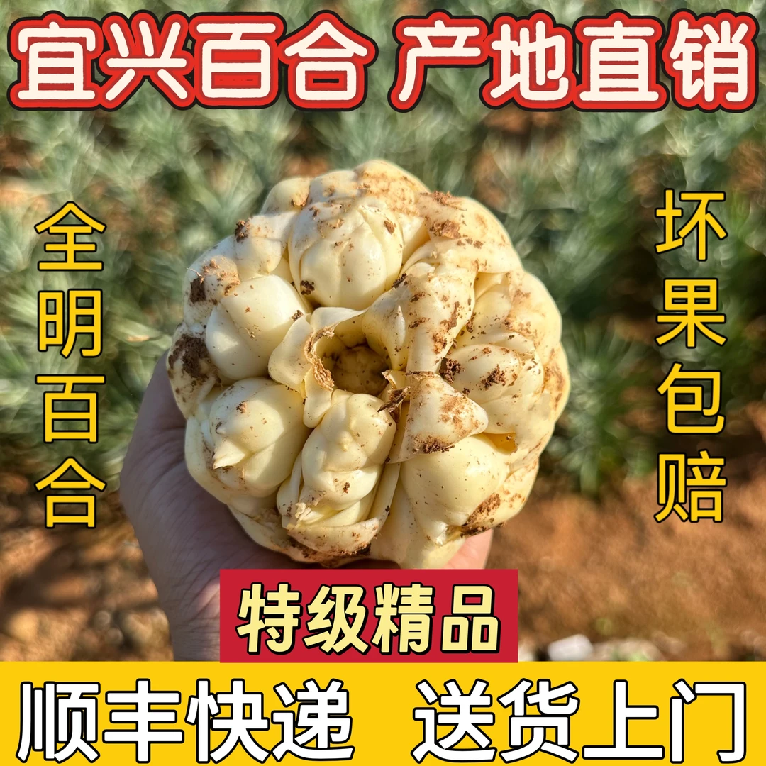 （精品特大果2斤/3斤/5斤)25年新鲜宜兴特大百合微苦