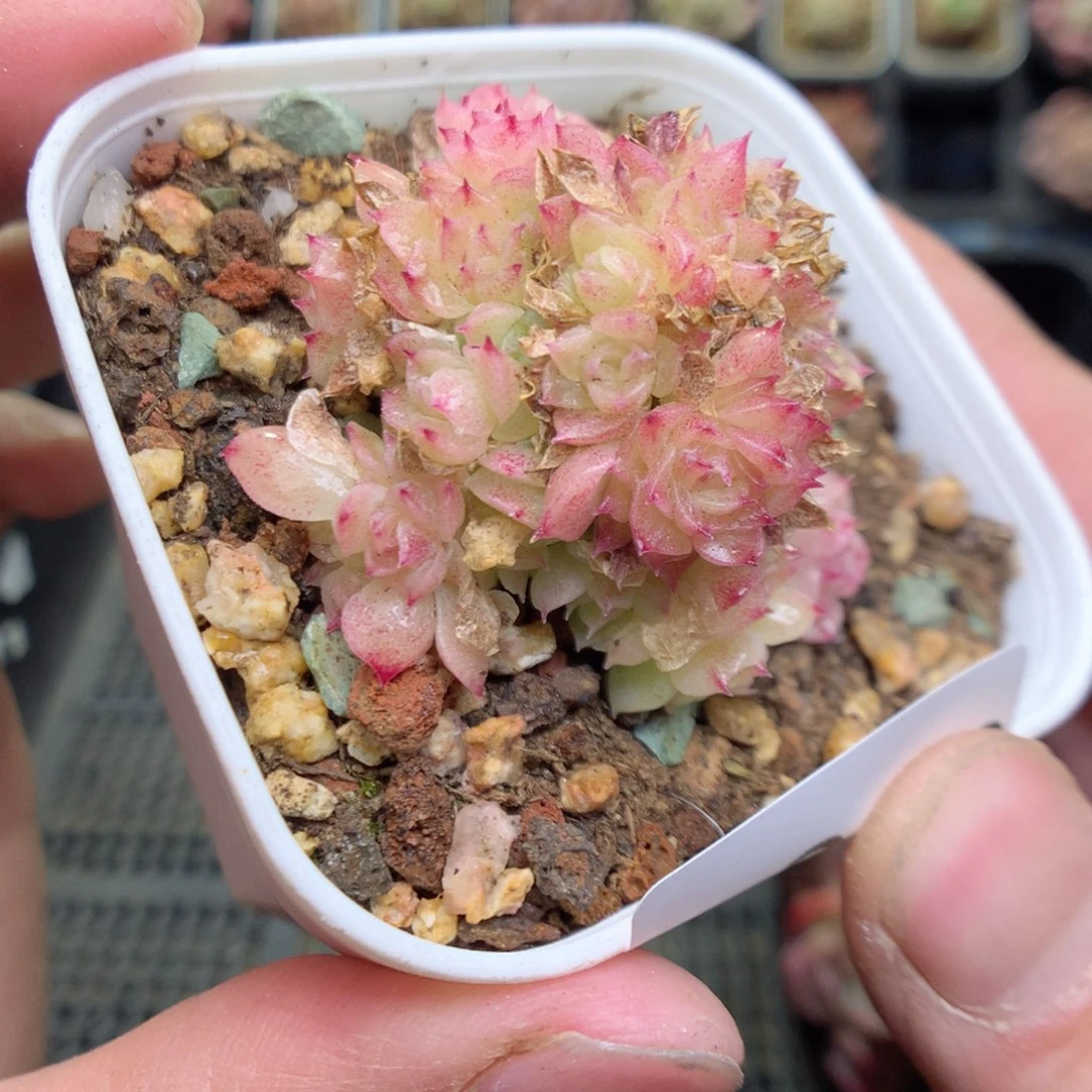 Q10g y y y y y y y y