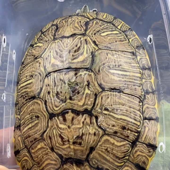 巴西彩龟母66666666