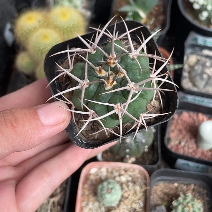 365仙人球开花植物