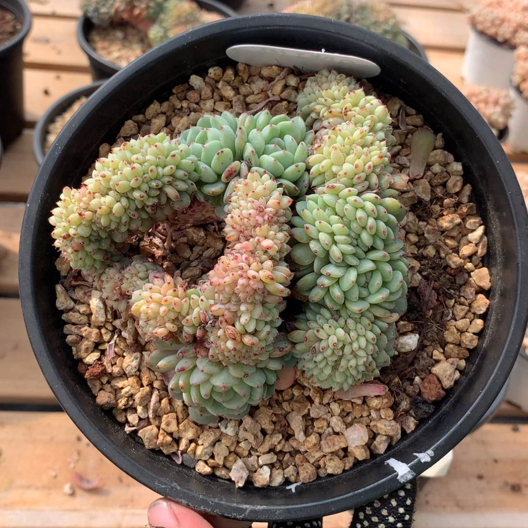 12厘米白胖子缀3007