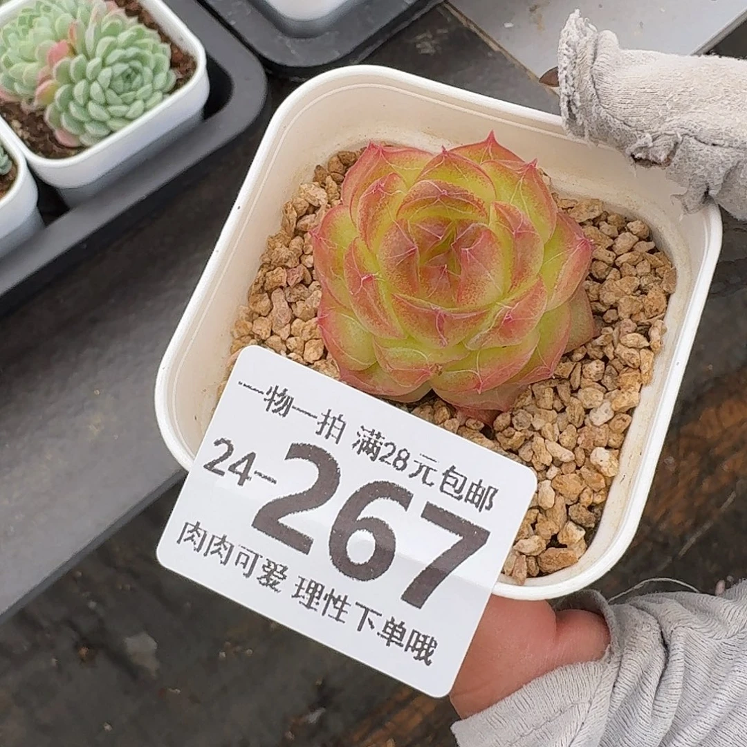 珍菲无盆土发货无