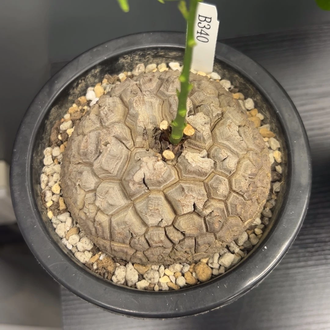 精品盆栽养定龟甲龙340号