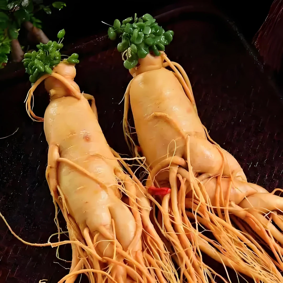 长白山人参    新鲜发货  送种子