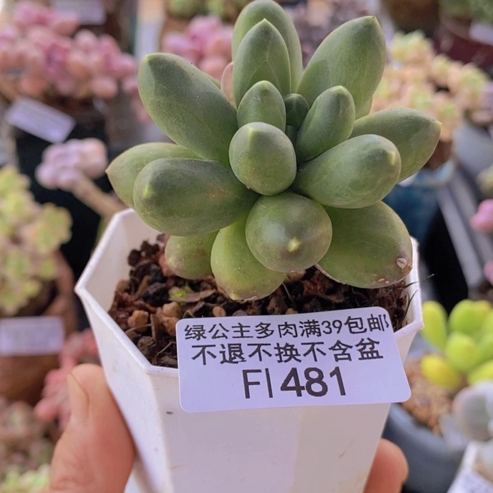 香蕉树老桩运输会掉叶481多肉植物