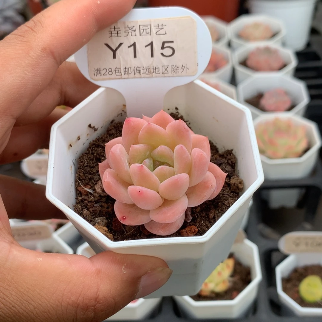 0115草莓果酱4.0厘米