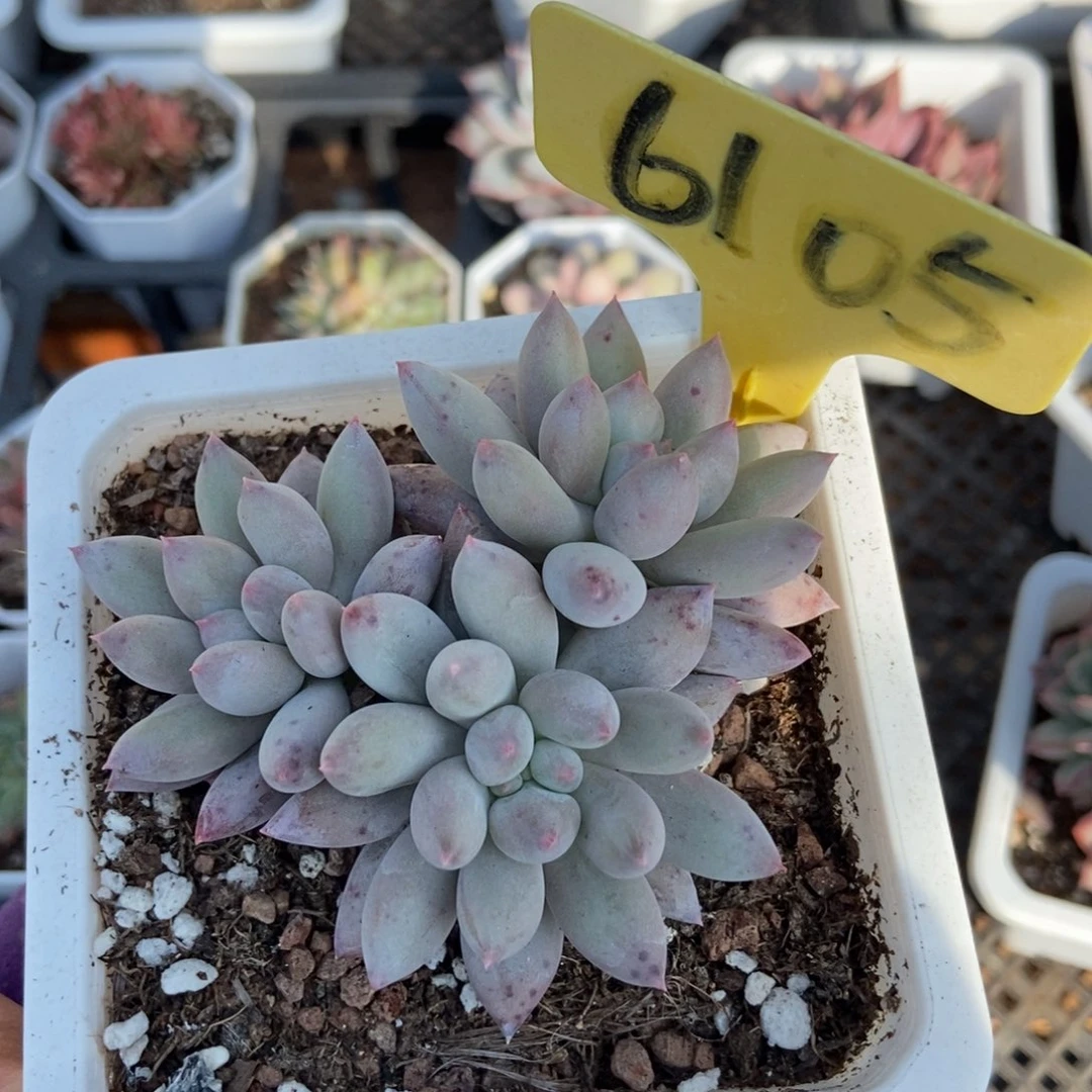 6105所罗门多肉植物