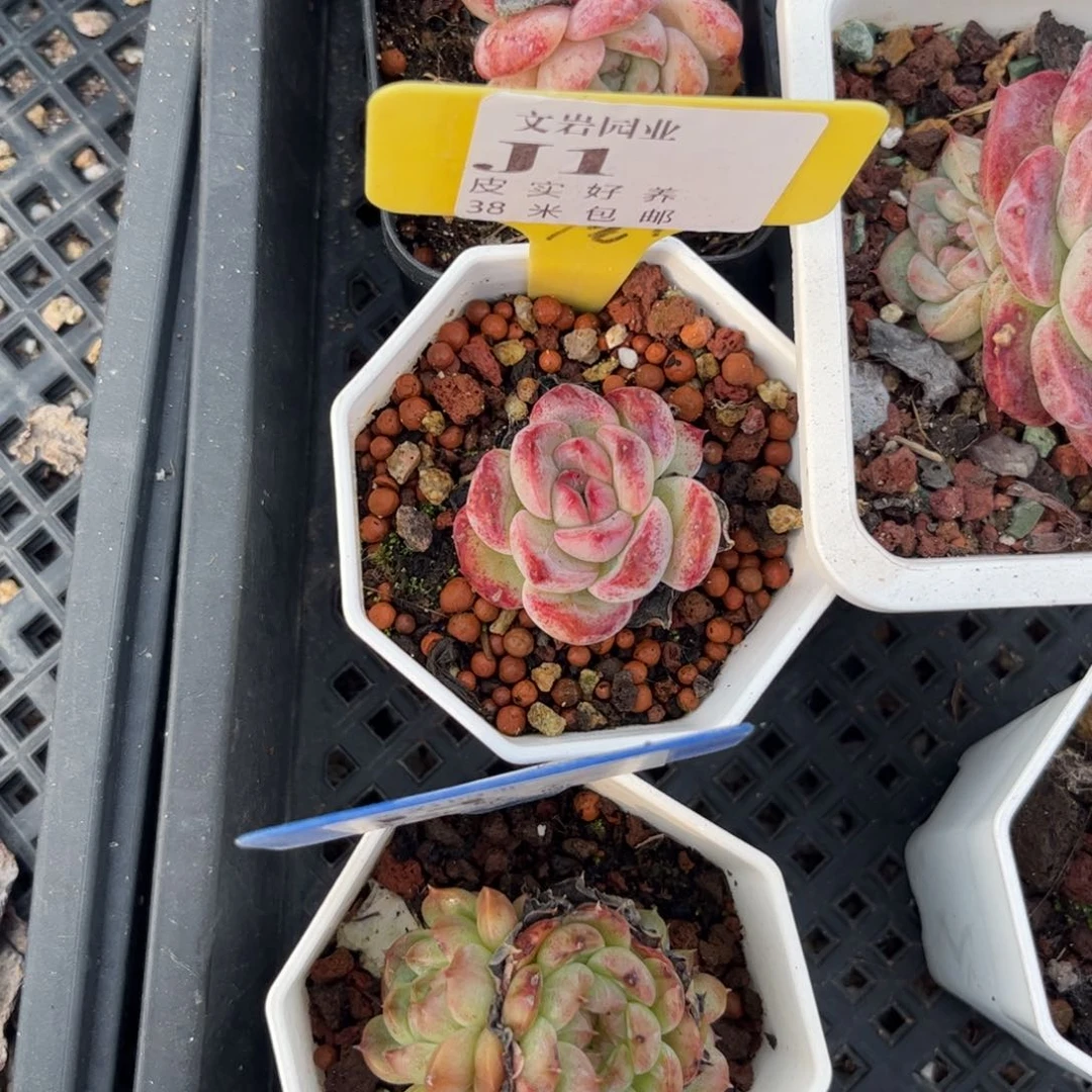 曲**曲多肉植物111111