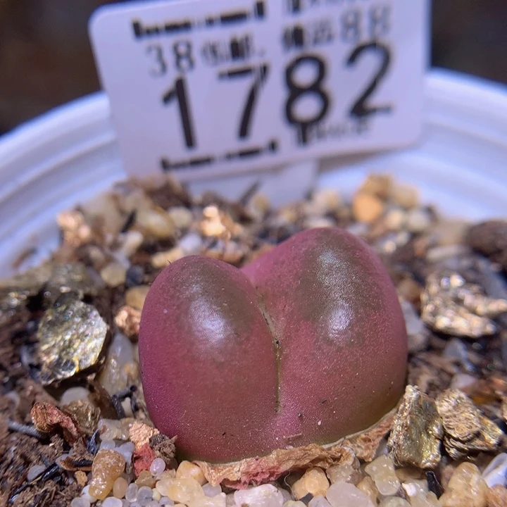 Sss精品生石花1782